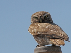 Lesvos. Minervauggla (Athene noctua, Little Owl) .