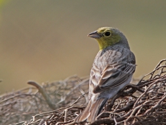 Lesvos. Gulgrå sparv (Cinereous Bunting, Emberiza cineracea) Petrified Forest.