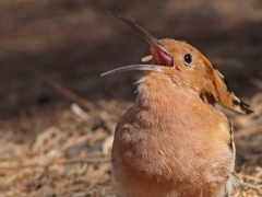 Gran Canaria. Härfågel (Upoppa epos, Eurasian Hoopoe )slukar ett myrägg.