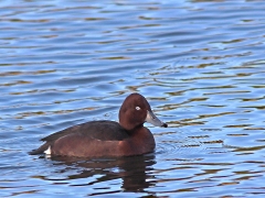 Fåglar i VP. Del 1. Vitögd dykand, hane (Aythya nyroca, Ferroginous Duck) Munkahusviken, Blekinge.