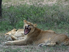 Sydafrika. Lejon Krügerparken.