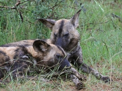 Sydafrika.. Wild Dog (Lycaon pictus) Krügerparken.