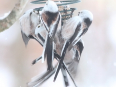 Blandat. Fåglar i VP. Del 3. Stjärtmes (Aegithalos caudatus, Long-tailed Tit) Söder, Växjö, Sm.