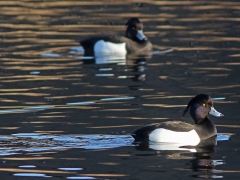 Vår. Vigg, hanar (Aythya fuligula, Tufted Duck)  Växjösjön, Småland.