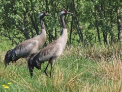 Fåglar i VP. Del 2. Trana (Grus, grus, Common Crane) Lidhem, Växjö. Småland.