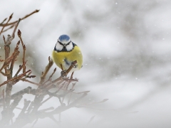 Vinter. Blåmes (Cyanistes careuleus, Eur. Blue Tit) Söder,  Växjö, Småland.