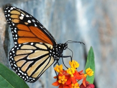 Blandat. När och Fjärran. Gran Canaria. Monark (Danaus plexippus) Maspalomas, Gran Canaria.