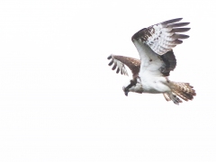 Blandat. Fåglar i VP. Del 1. Fiskgjuse (Pandion haliaetus,Osprey) S. Bergundasjön, Växjö, Sm.