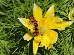 Öland. Våradonis (Adonis vernalis) Riddarskinnbagge (Lygaeusequestris).