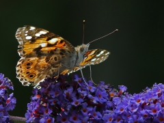 Fjärilar. Vinterpraktfjärilar. Tistelfjäril  (Vanessa (Cynthia) cardui, Painted Lady) Västernäs, Ramdala, Blekinge.