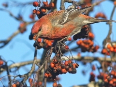 Vinter. Tallbit, hane (Pinicola enucleator, Pine Crossbeak) Regementstaden, Växjö.