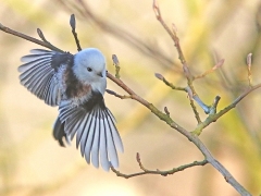 Fåglar i VP. Del 3. Stjärtmes (Aegithalos caudatus, Long-tailed Tit) Sundet, N. Bergundasjö, Växjö, Småland.