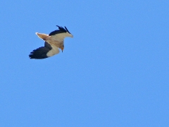 Spanien. Smutsgam (Neuphron percnoterus, Egyptian Vulture)