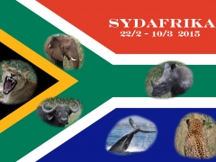 Sydafrikas flagga.