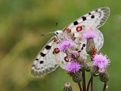 Apollofjäril (Parnassius apollo, Apollo Butterfly) Loftahammar, Sm.