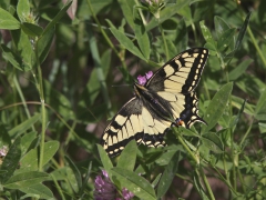 Makaonfjäril (Papilio machaon, Swallowtail) Grinduga, Gävle, Gstr.