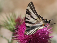 Segelfjäril (Iphiclides podalirius, Scarce Swallowtail) Mount Olympus, Lesvos, Greece.