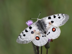 Apollofjäril (Parnassius apollo, Apollo Butterfly) Loftahammar, Sm.