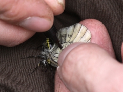 Mnemosynefjäri,l hona (Parnassius mnemosyne, Clouded Apollo) Ronneby, Bl.