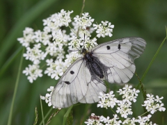 Mnemosynefjäril, hona (Parnassius mnemosyne, Clouded Apollo) Ronneby, Bl.