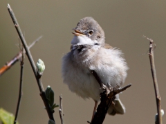 Törnsångare (Sylvia communis, Common Whitethroat) Marklanda, Småland.