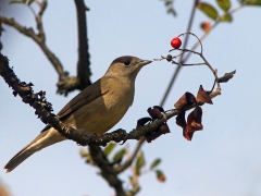 Svarthätta, hane (Sylvia atricapilla, Blackcap) Senoren, Ramdala, Blekinge.