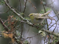 Grönsångare (Phylloscopus sibilartix, Wood Warbler) Senoren, Ramdala, Blekinge.