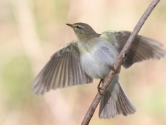 Lövsångare (Phyloscopus trochilus, Willow Warbler) Sundet, Växjö.