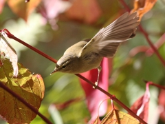 Lövsångare (Phyloscopus trochilus, Willow Warbler) Senoren, Ramdala, Blekinge.