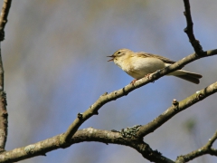 Lövsångare (Phyloscopus trochilus, Willow Warbler) Sundet, Växjö,Småland.