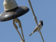 Svarthakad sångare (Sylvia rueppelli, Rûppel's Warbler) Molivos, Lesvos, Greece.