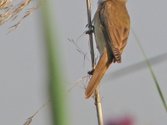 Trastsångare (Acrocephalus arundinaceus,  Great Reed Warbler) Spain.