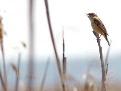 Sävsångare (Acrocephalus schoenobaenus, Sedge Warbler)Park Narodowy, Poland.