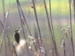 Sävsångare (Acrocephalus schoenobaenus, Sedge Warbler) Park Narodowy, Poland.