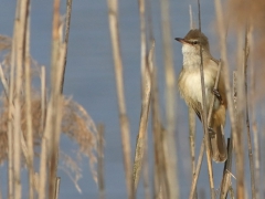 Trastsångare (Acrocephalus arundinaceus, Great Reed Warbler) Tycocin, Poland.