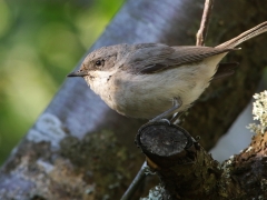 Ärtsångare (Sylvia curruca, Lesser Whitethroat) Senoren, Ramdala, Blekinge.