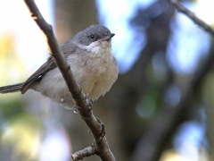 Ärtsångare (Sylvia curruca, Lesser Whitethroat) Senoren, Ramdala, Blekinge.