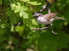 Ärtsångare (Sylvia curruca, Lesser Whitethroat) Senoren, Ramdala, Blekinge.