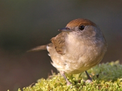 Svarthätta, hona (Sylvia atricapilla, Blackcap) Senoren, Ramdala,Blekinge.