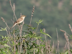 Eksångare (Iduna pallida, East. Olivaceous Warbler) Lesvos, Greece.