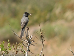 Svarthakad sångare (Sylvia rueppelli, Rûppel's Warbler)Molivos, Lesvos, Greece.