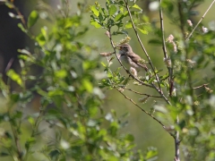 Busksångare (Acrocephalus dometorum, Blyth's Reed Warbler) Marklanda, Växjö,