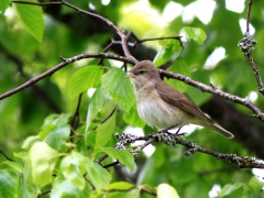 Trädgårdssångare (Sylvia borin, Garden Warbler) Söder, Växjö, Småland.