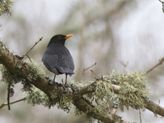 Koltrasthanen ( Turdus merula, Common Blackbird) bevakar sitt revir. Västernäs, Senoren.