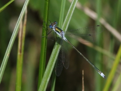 Pudrad smaragdtrollslända (Lestes sponsa, Common Spreadwing) Västernäs, Senoren.