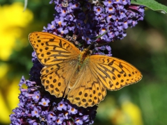 Silverstreckade pärlemorfjäril (Argynnis paphia, Silver-washed Fritillary) är en av de arter som älskar fjärilsbusken.