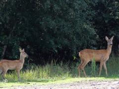 Rådjur (Capreolus capreolus, Roe Deer) med kalv. Västernäs, Senoren.