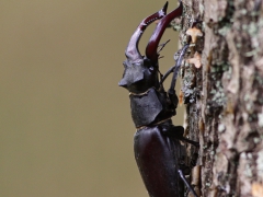 Den rödlistade ekoxen (Lucanus cervus, Stag Beetle) är Europas största skalbagge och lever bara en kort tid som vuxen. Västernäs, Senoren.