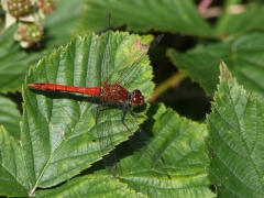 Blodröd ängstrollslända (Sympetrum sanguineum, Ruddy Darter) Västernäs, Senoren.