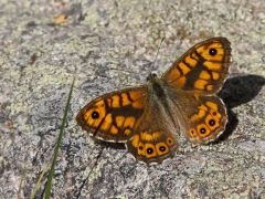 Svingelgräsfjäril, hane (Lasiommata megera, Wall Brown) Västernäs, Senoren.